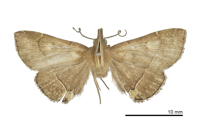 Cidariplura shuisheliao Male